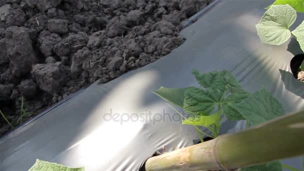 Las verduras están creciendo en la granja: Dolly tiro . — Vídeo de stock