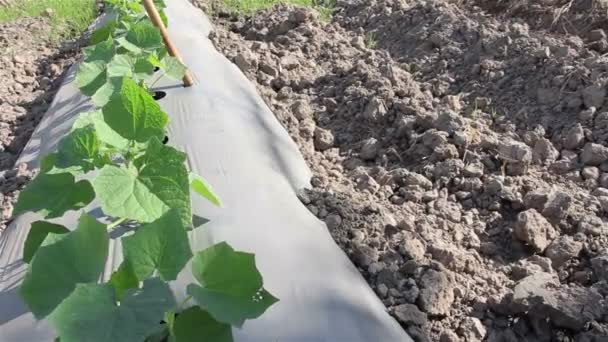 Овочі ростуть на фермі: Доллі постріл. — стокове відео