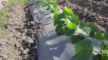 Çiftlikte büyüyen sebzeler: Dolly vurdu.