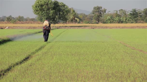 Farmer spraying pesticide in rice farm to protect pest. — Stock Video