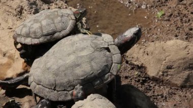 Kırmızı kulaklı kaymak kaplumbağa gölet (Trachemys scripta elegans).