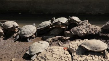 Kırmızı kulaklı kaymak kaplumbağa gölet (Trachemys scripta elegans).