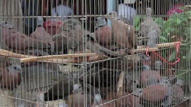 Kuş kafeste sıkışıp tekrar vahşi içine serbest insanlar için Budist inanç göre.