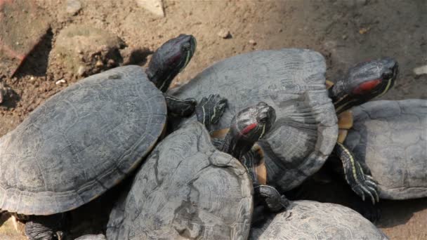 Rood-eared schuifregelaar schildpad (Trachemys scripta elegans) in de vijver. — Stockvideo