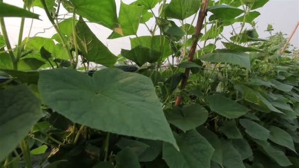 Dolly shot : Cucumber are growing in large garden. — Stock Video