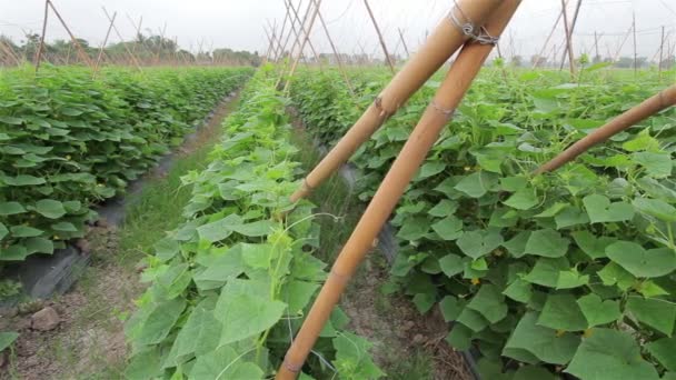 Pepino están creciendo en gran jardín: Dolly tiro . — Vídeo de stock