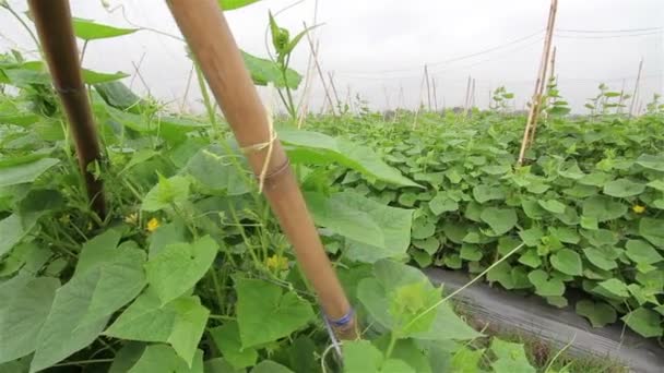 Cucumber are growing in large garden : Dolly shot. — Stock Video