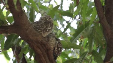 Küçük baykuş dallarda uyku.