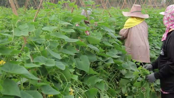 Thailand - augusti, 2017:Gardener arbetar i grönsaker växthus på Chainat farm på augusti 1,2017 i Thailand — Stockvideo
