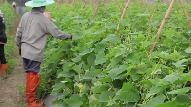 Thailand - augustus, 2017:Gardener werken in plantaardige kas op Chainat boerderij op augustus 1,2017 in Thailand — Stockvideo