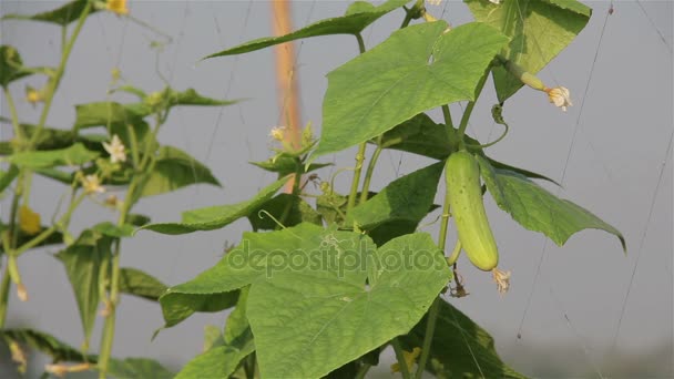 Verse komkommer op de wijnstok in moestuin, Thailand. — Stockvideo