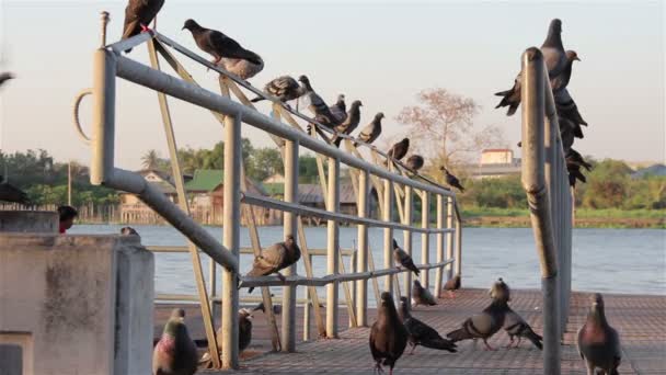 Tahıl yemek güvercinler sürüsü — Stok video