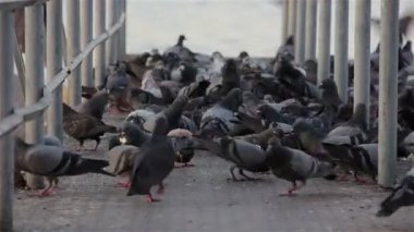 tahıl yemek güvercinler sürüsü