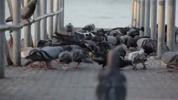 Bandada de palomas que comen granos — Vídeo de stock