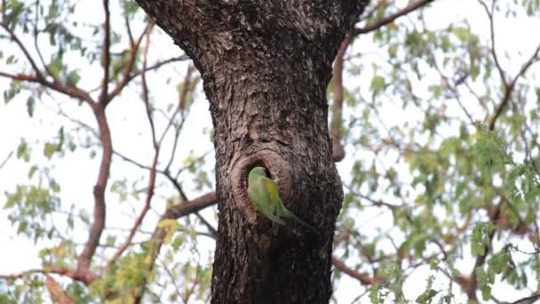 Parrot's nest på grenar — Stockvideo