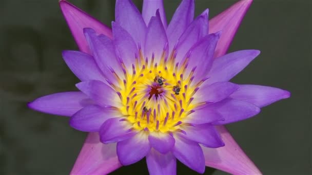 Closeup bees sucking pollen of violet lotus — Stock Video