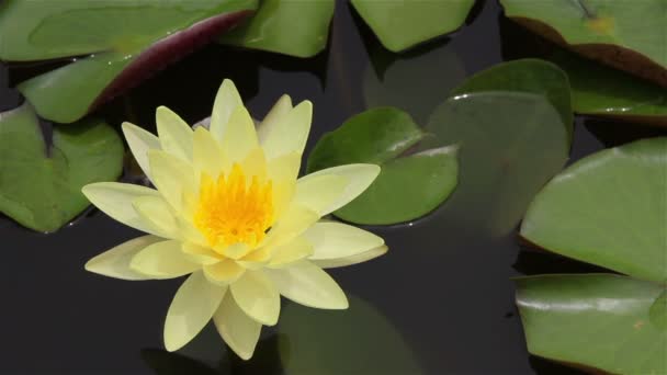 Closeup žluté lotus v bažinách. — Stock video