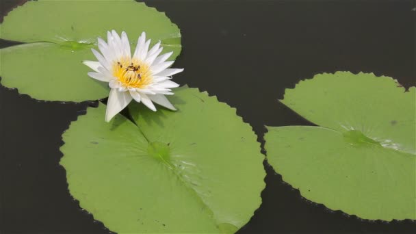 Abejas primerizas chupando polen de loto blanco . — Vídeos de Stock