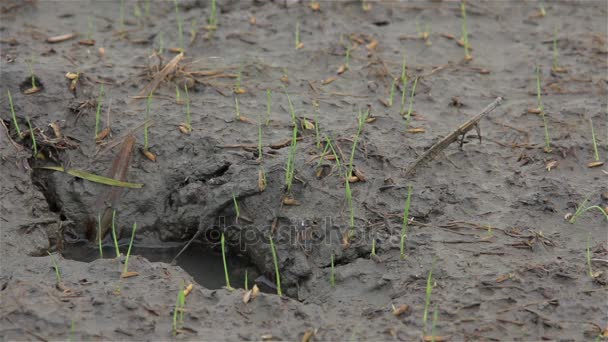 Petit germe de riz dans le champ . — Video