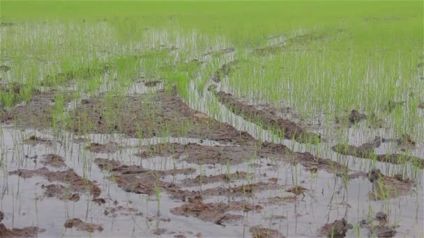Kis rizs hajtás a mező. — Stock videók