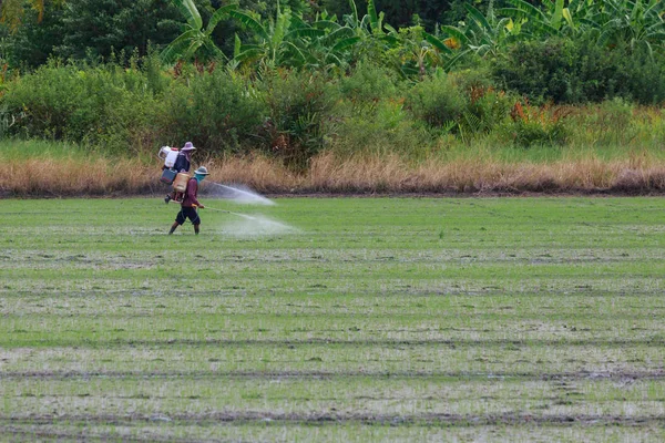 Agricultor Caminhada injetando pesticidas em campos de arroz . — Fotografia de Stock