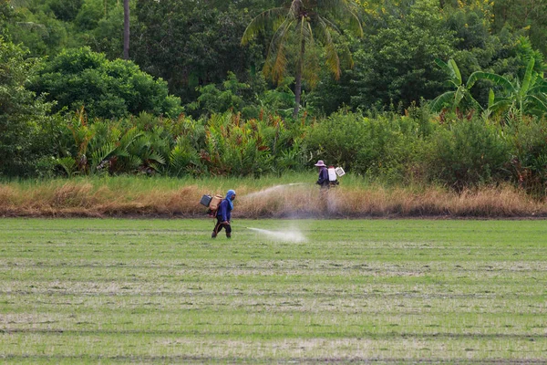 农民走注射农药在稻田里. 免版税图库照片