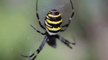 Argiopa örümcek onun örümcek ağı üzerinde oturur. Siyah ve sarı bir kurban bekleyen örümcek. Bulanık bir arka plan üzerinde vahşi Spider. 