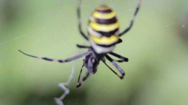 Argiopa örümcek onun örümcek ağı üzerinde oturur. Siyah ve sarı bir kurban bekleyen örümcek. Bulanık bir arka plan üzerinde vahşi Spider. 