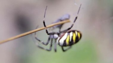 Argiopa örümcek onun örümcek ağı üzerinde oturur. Siyah ve sarı bir kurban bekleyen örümcek. Bulanık bir arka plan üzerinde vahşi Spider. 