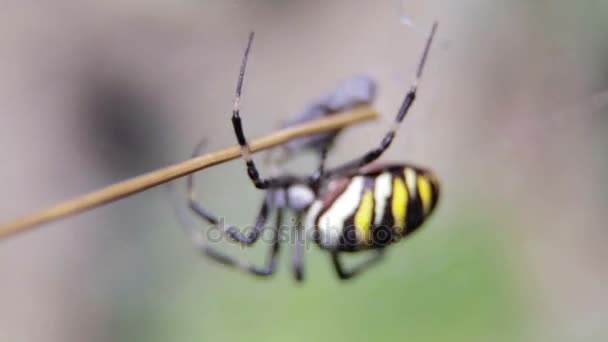 Argiopa araña se sienta en su telaraña. Araña Negra y Amarilla esperando a una víctima. Araña en la naturaleza sobre un fondo borroso . — Vídeos de Stock