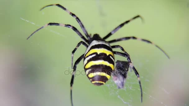 Argiopa 蜘蛛坐在他的蛛网。黑色和黄色蜘蛛等的受害者。在模糊的背景上野生蜘蛛. — 图库视频影像