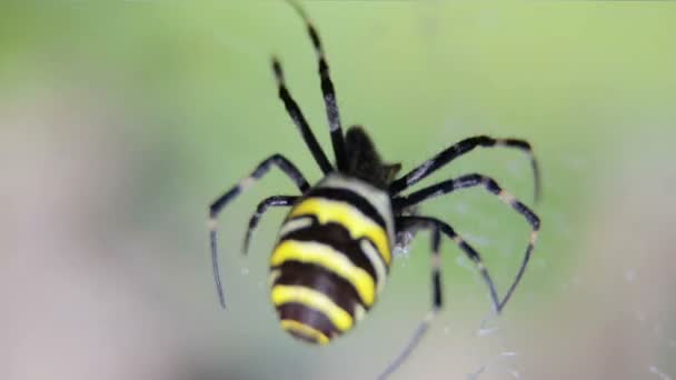 Argiopa Spider est assis sur sa toile d'araignée. L'araignée noire et jaune attend une victime. Spider in the wild sur un fond flou . — Video