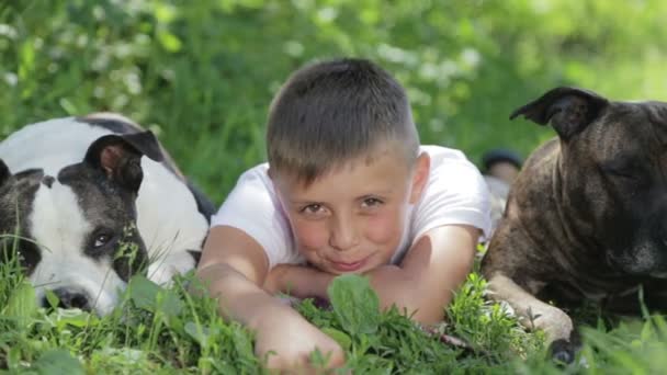 A boy with Staffordshire terriers in the park. Close up portrait of a child with dogs. Pedigree staffordshire with a teenager in nature. — Stock Video