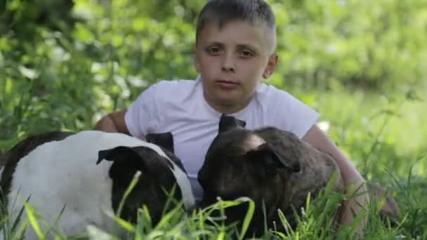 Een jongen met Staffordshire terriers in het park. Close-up portret van een kind met honden. Stamboom staffordshire met een tiener in de natuur. — Stockvideo