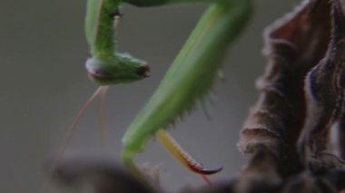 Mantis bir dalda günbatımında oturuyor. Akşam bir bitki üzerinde böcek peygamber devesi.