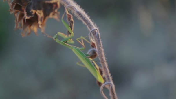 Mantis zit op een tak bij zonsondergang. Insect mantis in de avond op een plant. — Stockvideo