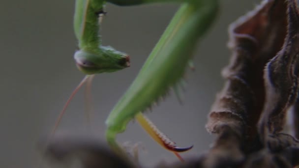 Mantis está sentada en una rama al atardecer. La mantis del insecto por la tarde en la planta . — Vídeos de Stock