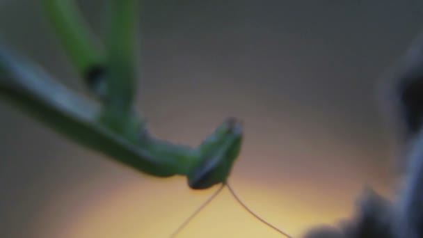 Mantis zit op een tak bij zonsondergang. Insect mantis in de avond op een plant. — Stockvideo