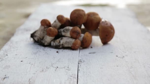 テーブルの上の秋のキノコの組成物。白い背景の上に広がる新鮮な食欲をそそるキノコ. — ストック動画