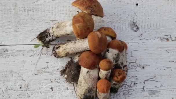 Samenstelling van de herfst paddestoelen op tafel. Verse, smakelijke champignons verspreid op een witte achtergrond. — Stockvideo