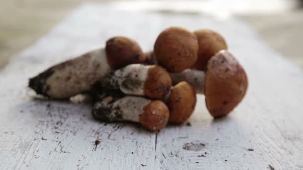 Composición de setas de otoño sobre la mesa. Setas frescas y apetitosas extendidas sobre un fondo blanco . — Vídeos de Stock