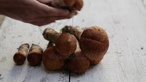 Composition of autumn mushrooms on the table. Fresh appetizing mushrooms spread out on a white background. — Stock Video