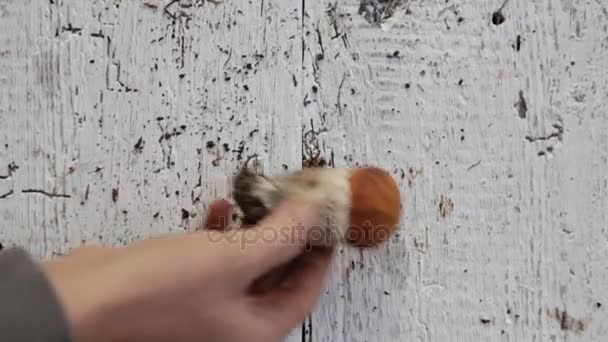 Sammansättningen av höstens svamp på bordet. Färska aptitretande champinjoner utspridda på en vit bakgrund. — Stockvideo