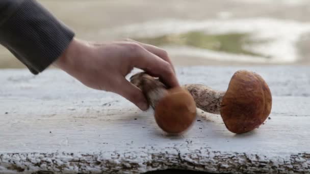 Sammansättningen av höstens svamp på bordet. Färska aptitretande champinjoner utspridda på en vit bakgrund. — Stockvideo