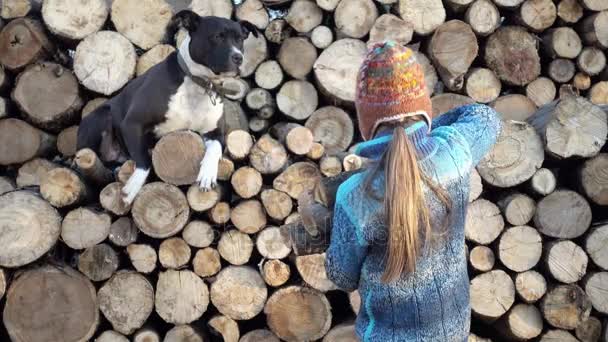 Bir çocuk bir köpek ile bir çiftlikte yakacak odun kadar koyarak. Çocuk ahşap kış 4 k video için hazırlar.. — Stok video