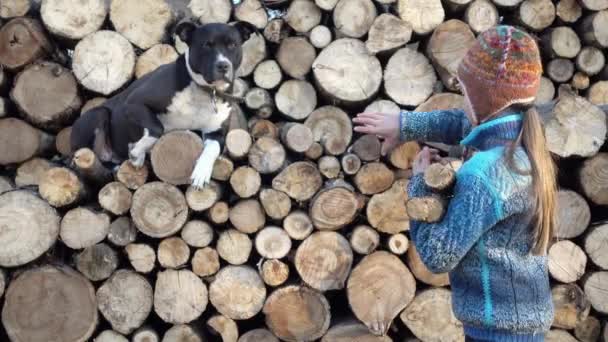 Chłopiec z psem jest rozklejanie drewno opałowe na farmie. Dziecko przygotowuje drewna na zimę wideo 4k. — Wideo stockowe