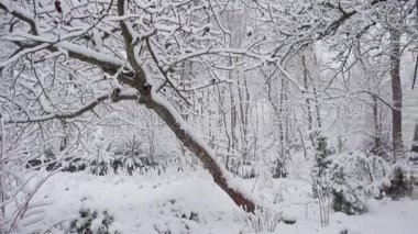Kar yağışı orman parkta. Kış manzarası kar kaplı park. Ağaçlar doğada görünümü kar kaplı. 