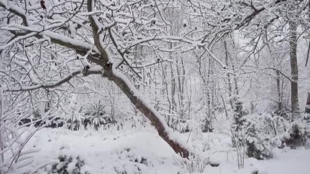 Opady Śniegu Parku Leśnym Zima Krajobraz Snow Zadaszony Park Widok — Wideo stockowe