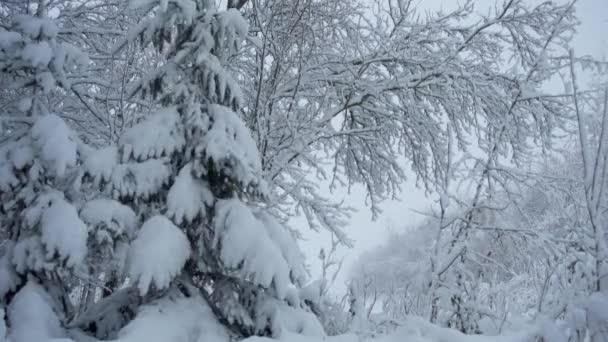 Nevadas Parque Forestal Paisaje Invernal Parque Cubierto Nieve Vista Árboles — Vídeo de stock