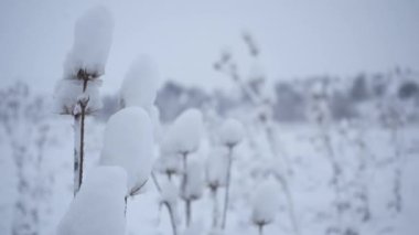Şube ve çalılar karda tohumları ile. Kış manzarası. Çalılar ve çim karda.